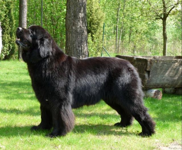 Фото: ньюфаундленд Fanta Sirdute