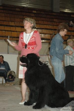 Фото: ньюфаундленд Ньюфорт Лунный Бархат