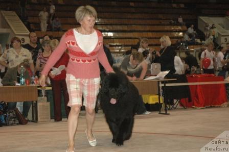 Фото: ньюфаундленд Ньюфорт Лунный Бархат, Светлана Пермякова