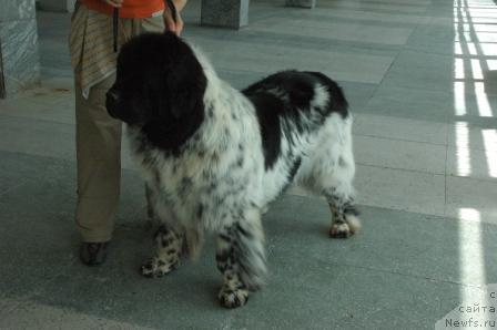 Фото: ньюфаундленд Плюшевая Панда Диланд (Plushevaya Panda Diland)