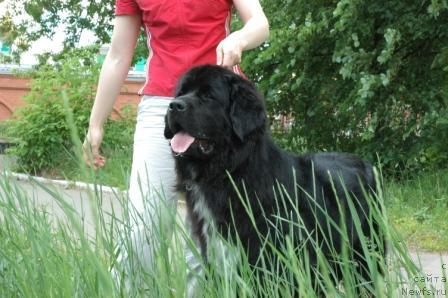 Фото: ньюфаундленд Орхидея Цветок Любви