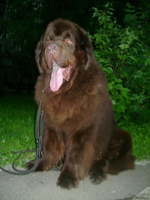 Фото: ньюфаундленд Супер Премиум Бест Бэлжен Ригардс (Super Premium Best Belzhen Regards)