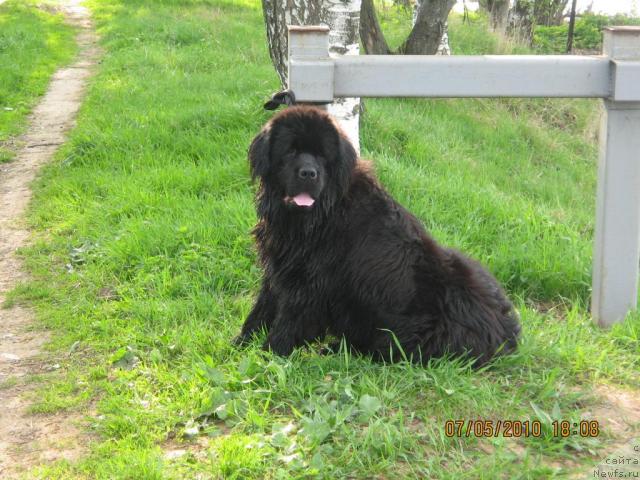Фото: ньюфаундленд Эксклюзив от Ундины