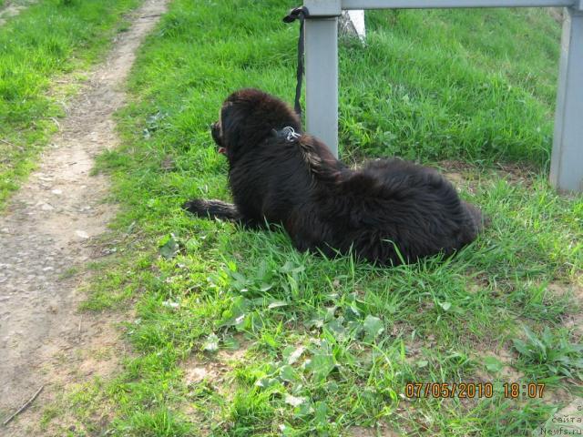 Фото: ньюфаундленд Эксклюзив от Ундины