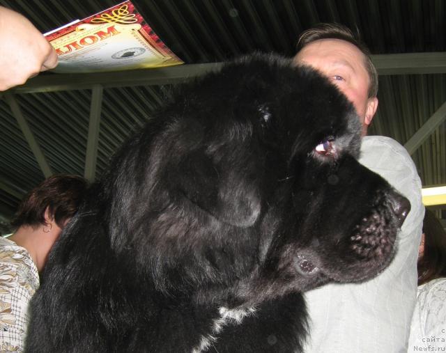Фото: ньюфаундленд Смигар Шаловливый Медведь (Smigar Shalovlivy Medved)