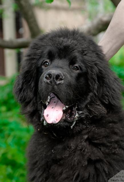 Фотография № 43790