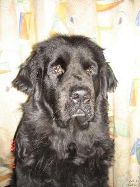 Фото: ньюфаундленд Маг Исполин Гэмели