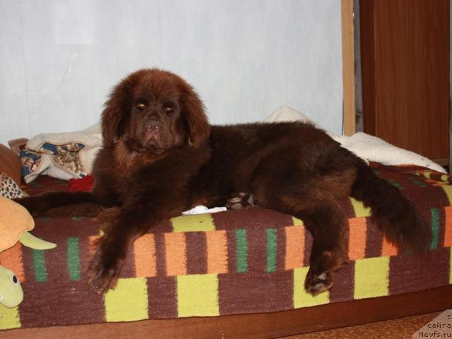 Фото: ньюфаундленд Черный Шарм Ангельская Красота (Chernyi Sharm Angel'skaya Krasota)