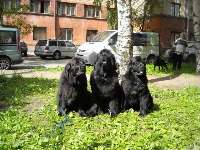 Фото: ньюфаундленд Бьянка Седьмое Чудо Света, ньюфаундленд Cayuga Mescalero, ньюфаундленд Барбара Черный Брильянт