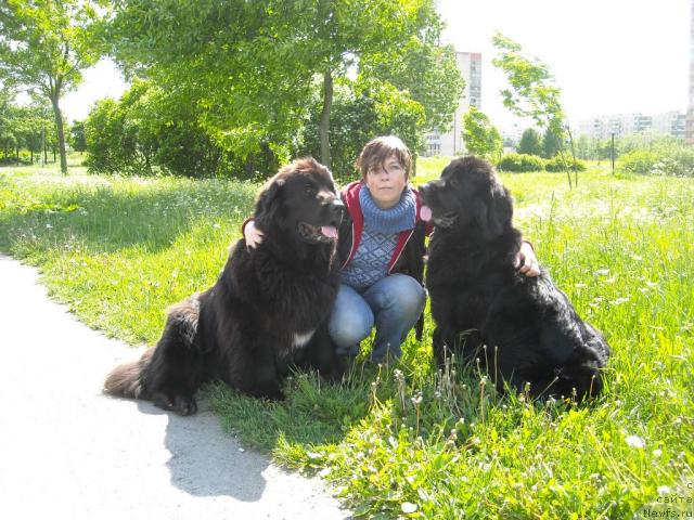 Фото: ньюфаундленд Бьянка Седьмое Чудо Света, Наталья Авенирова, ньюфаундленд Барбара Черный Брильянт