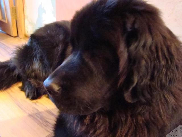 Фото: ньюфаундленд Сент Джонс Тендер Кисс оф Элли (Sent Djons Tender Kiss of Elly)