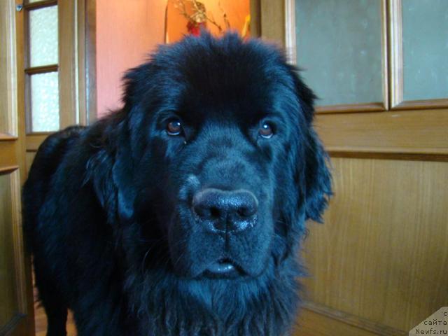 Фото: ньюфаундленд Сент Джонс Тендер Кисс оф Элли (Sent Djons Tender Kiss of Elly)