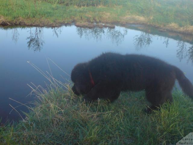 Фото: ньюфаундленд Уютная Долина Андрос Гриф