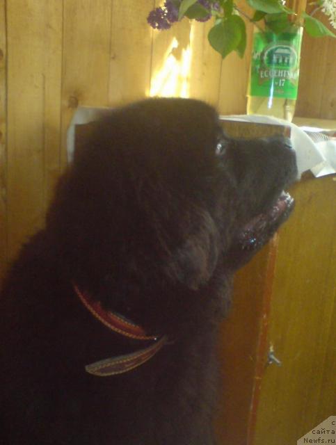 Фото: ньюфаундленд Уютная Долина Андрос Гриф