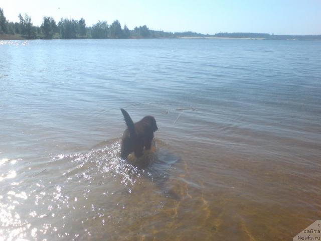 Фото: ньюфаундленд Уютная Долина Андрос Гриф