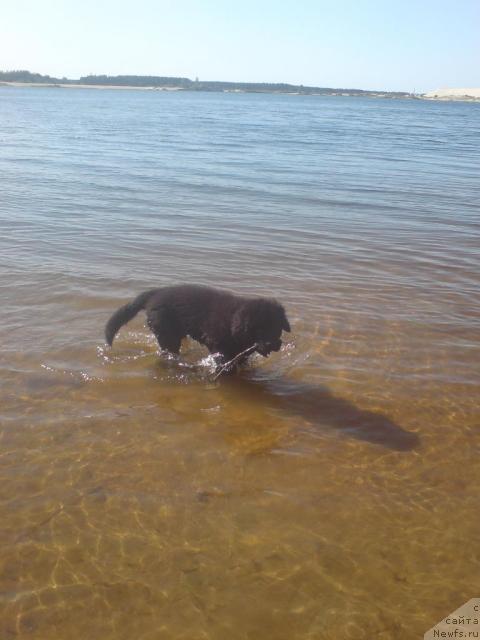 Фото: ньюфаундленд Уютная Долина Андрос Гриф