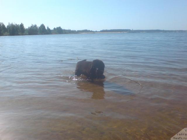 Фото: ньюфаундленд Уютная Долина Андрос Гриф