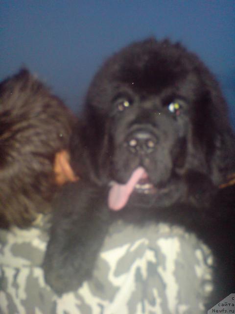 Фото: ньюфаундленд Уютная Долина Андрос Гриф