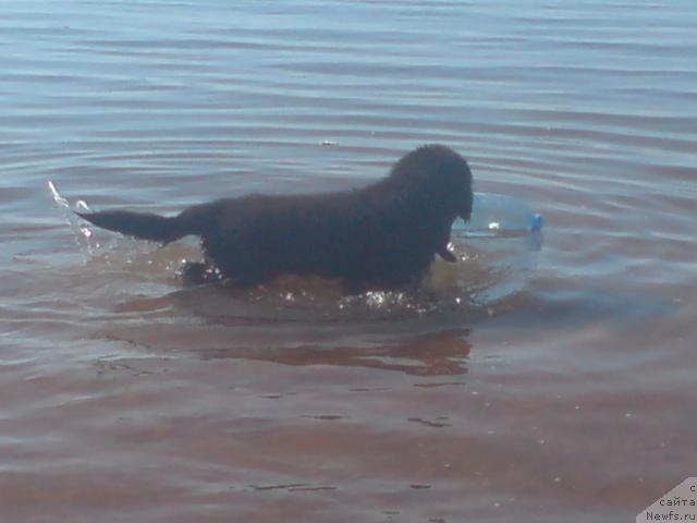 Фото: ньюфаундленд Уютная Долина Андрос Гриф