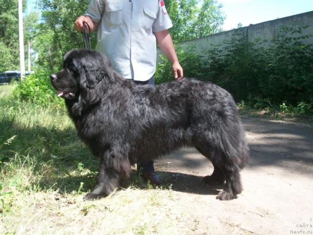 Фото: ньюфаундленд Ульзана Даккота Нью Кабота