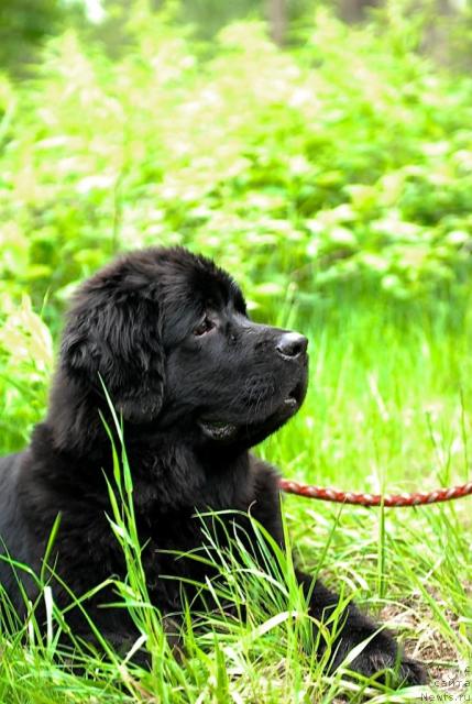 Фото: ньюфаундленд Акватория Келвин Кадриль (Aquatoriya Kelvin Kadril)
