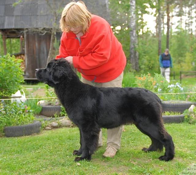 Фото: ньюфаундленд Акватория Келвин Кадриль (Aquatoriya Kelvin Kadril)