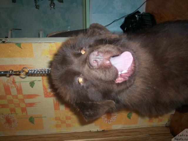 Фото: ньюфаундленд Ульяна Винсента Харпи