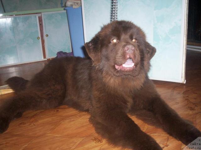 Фото: ньюфаундленд Ульяна Винсента Харпи