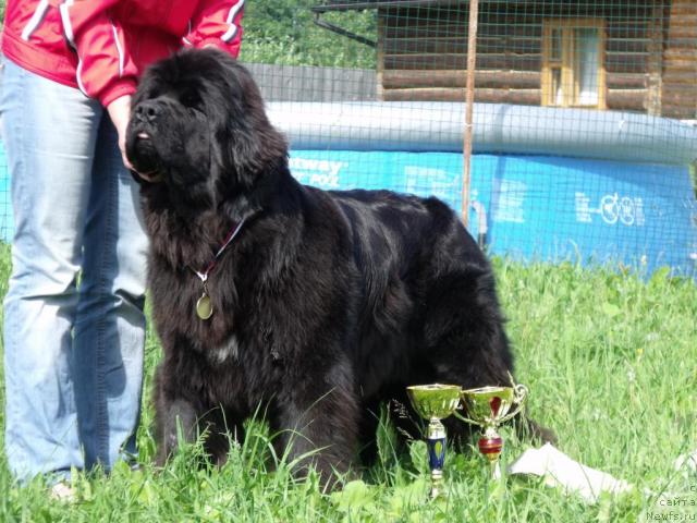 Фото: ньюфаундленд Топтыжка Сияние от Айсберга