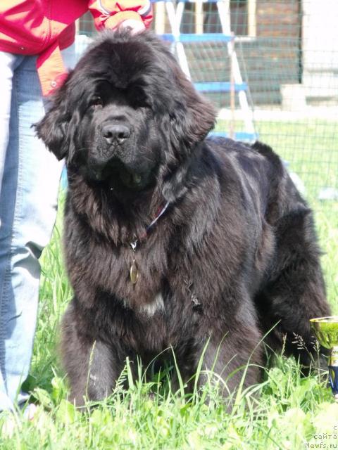 Фото: ньюфаундленд Топтыжка Сияние от Айсберга