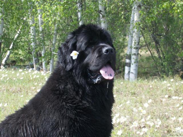 Фото: ньюфаундленд Ярада из Сибирской Глубинки (Yarada iz Sibirskoy Glubinki)