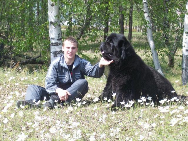 Фото: ньюфаундленд Карат из Медвежьего Яра (Karat iz Medvejyego Yara)