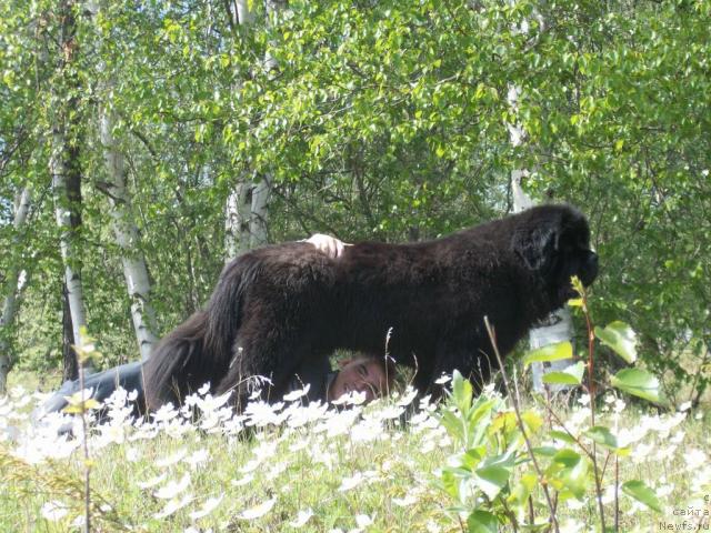 Фото: ньюфаундленд Карат из Медвежьего Яра (Karat iz Medvejyego Yara)