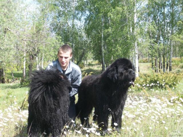 Фото: ньюфаундленд Карат из Медвежьего Яра (Karat iz Medvejyego Yara)