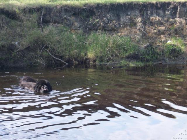 Фото: ньюфаундленд Карат из Медвежьего Яра (Karat iz Medvejyego Yara)