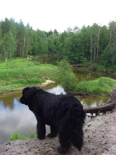 Фото: ньюфаундленд Лесная Сказка Лунная Соната