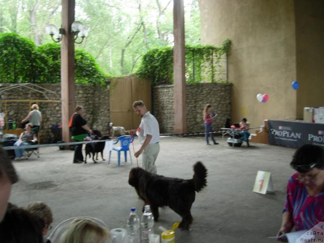 Фото: ньюфаундленд Звездная Тоскана Лесная Раскрасавица, Андрей Ларин