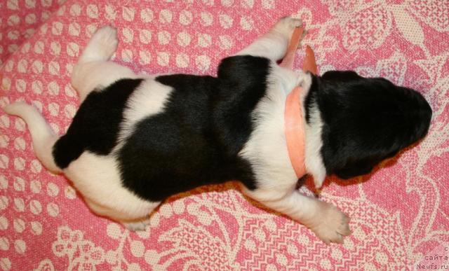 Фото: ньюфаундленд Юнтрига Жемчужная Россыпь