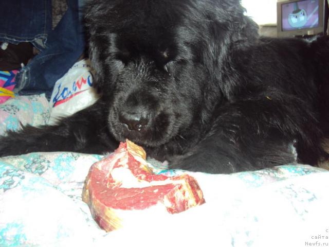 Фото: ньюфаундленд Юджиния из Медвежьего Яра (Yudzhiniya iz Medvejyego Yara)