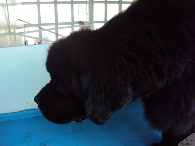 Фото: ньюфаундленд Винсент из Медвежьего Яра (Vincent iz Medvejyego Yara)