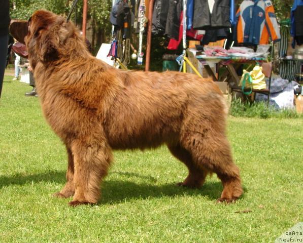 Фото: ньюфаундленд Зефир в Шоколаде из Царства Медведей