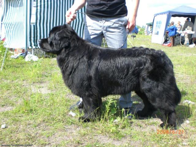 Фото: ньюфаундленд Яника Омичка от Марлеон Дусвик