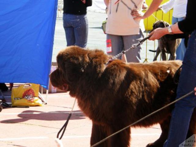 Фото: ньюфаундленд Супер Премиум Бест Бэлжен Ригардс (Super Premium Best Belzhen Regards)