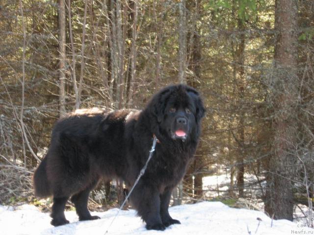 Фото: ньюфаундленд Яника Омичка от Марлеон Дусвик