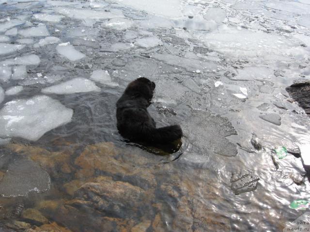 Фото: ньюфаундленд Яника Омичка от Марлеон Дусвик