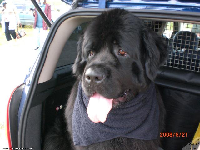 Фото: ньюфаундленд Яника Омичка от Марлеон Дусвик