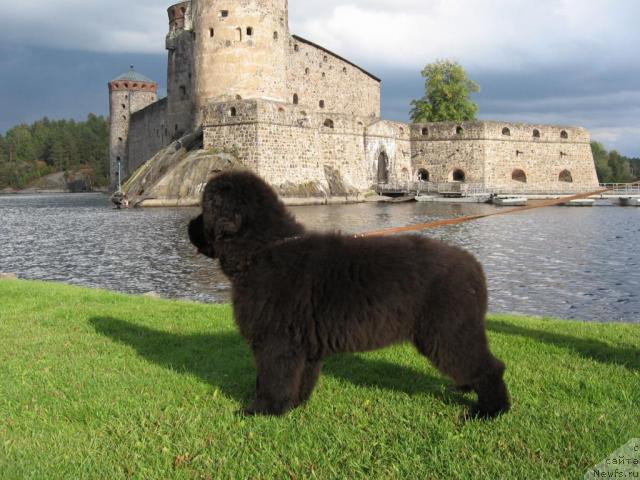 Фото: ньюфаундленд Яника Омичка от Марлеон Дусвик