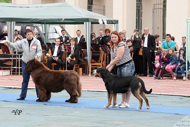 Фото: ньюфаундленд Супер Премиум Бест Бэлжен Ригардс (Super Premium Best Belzhen Regards)