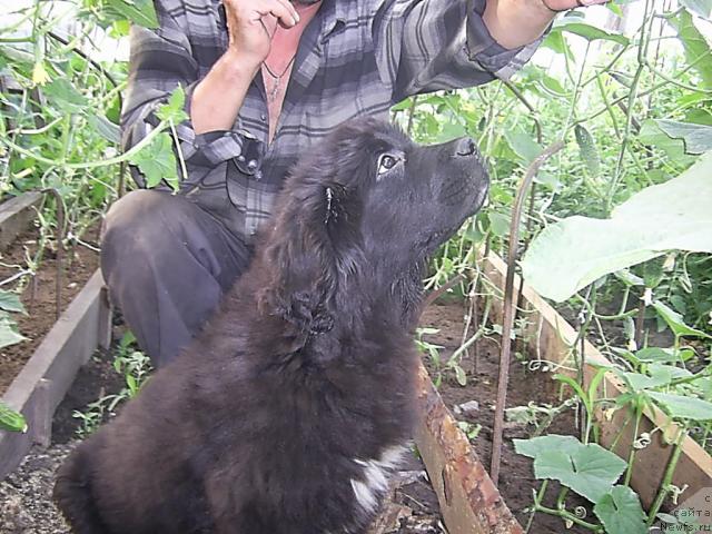 Фотография № 43950