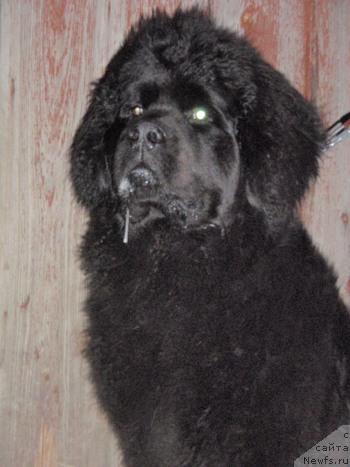 Фото: ньюфаундленд Ньюфорт Млечный Путь